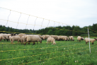 siatka-dla-owiec-palik-z-pojedynczym-gwozdziem-dl-50m-wys-90cm.1